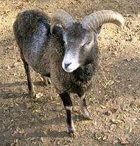 mouflon corse