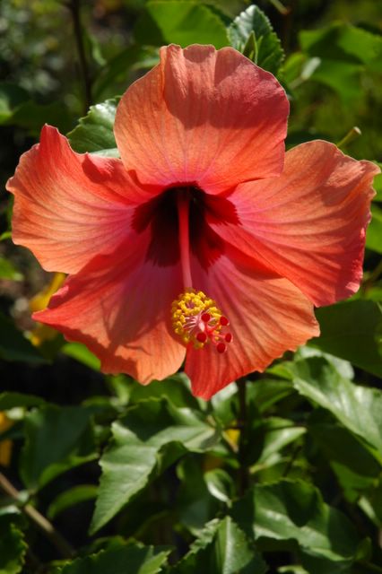 hibiscus corse