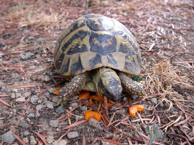 tortue d'Hermann en Corse
