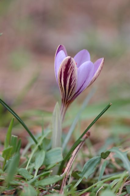 crocus corse