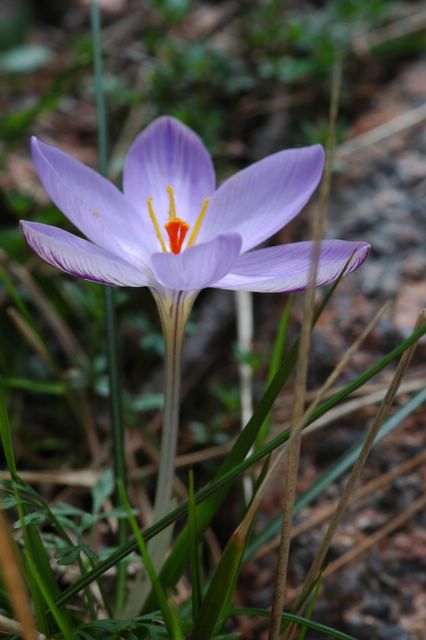 crocus corse