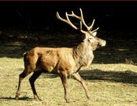 cerf corse