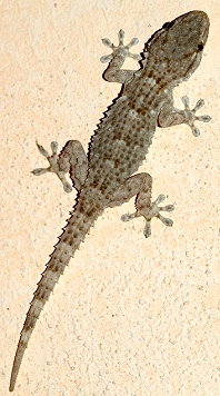 geko corse
