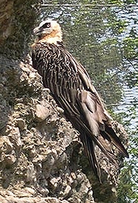 Le gypa�te dit un jour � l'aigle : Si j'avais le courage de comp�re aigle, je mangerais la vache et son veau.
L'aigle r�pondit : Si j'avais la force de comp�re gypa�te, je mangerais le troupeau et son berger.