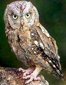 A malacella, quand'ella ci h� quessa, h� annata di miseria. - La choette annonce une ann�e de mis�re.