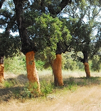 ch&ecirc;ne li&egrave;ge corse