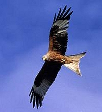 charognard de nos plaines