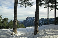 pins lariccio en Corse