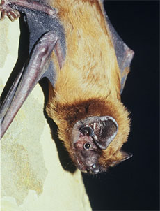 pipistrelle