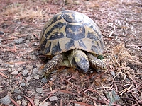 tortue d'Hermann