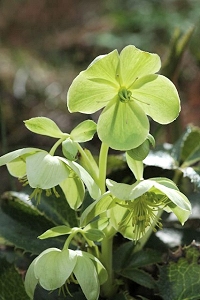 hellebore corse