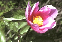 pivoine corse