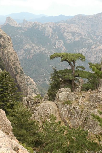 location corse