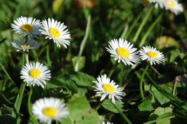 fleur corse